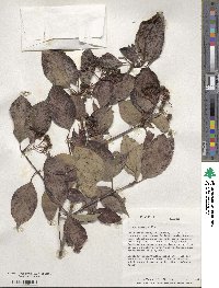 Cornus amomum image