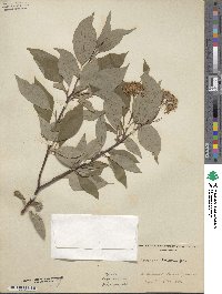 Cornus amomum image