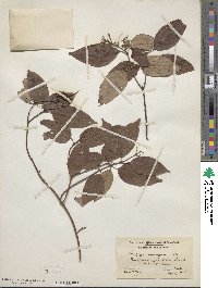Cornus amomum image