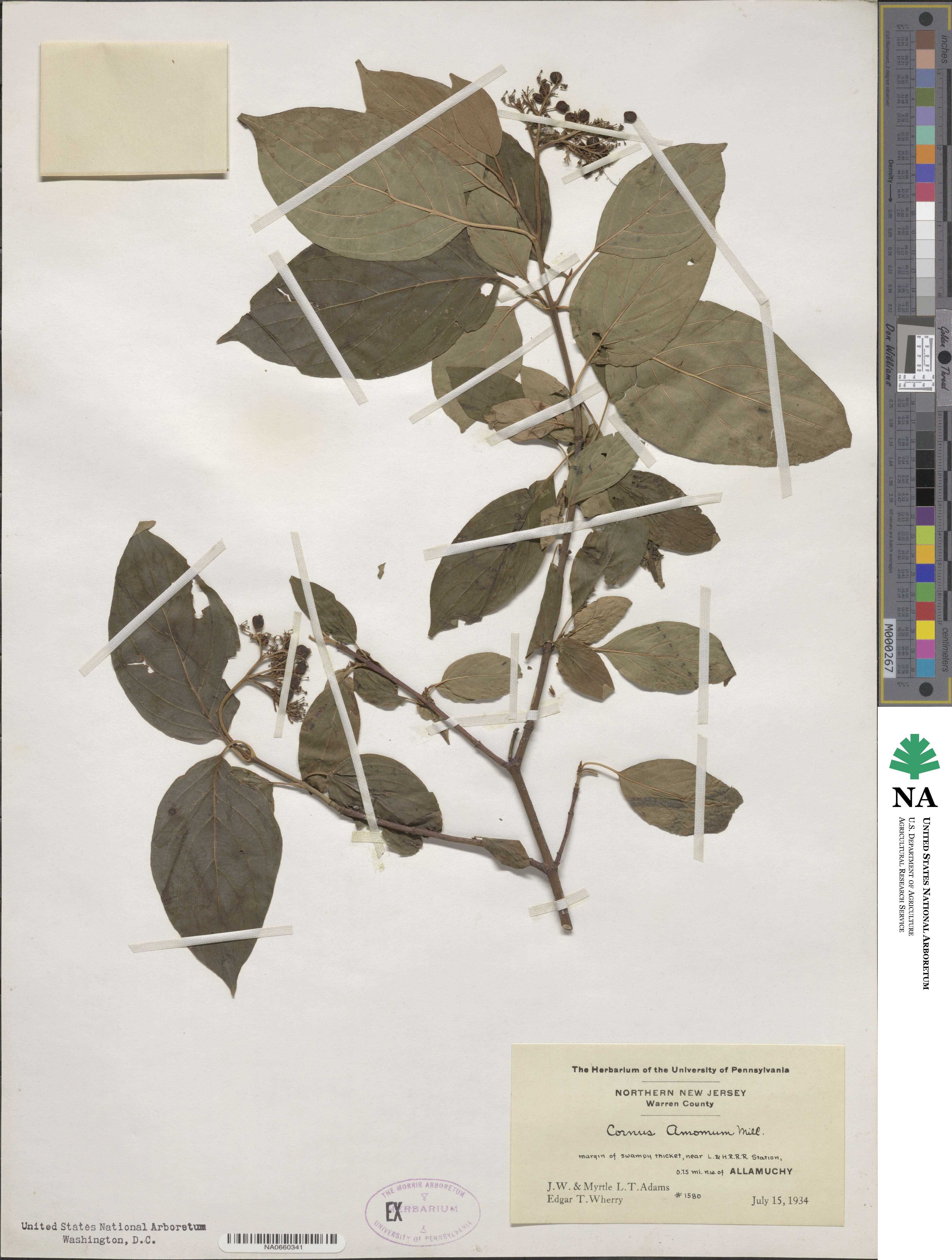 Cornus amomum image