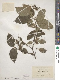 Cornus amomum image