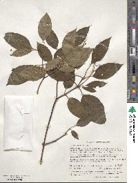 Cornus amomum image