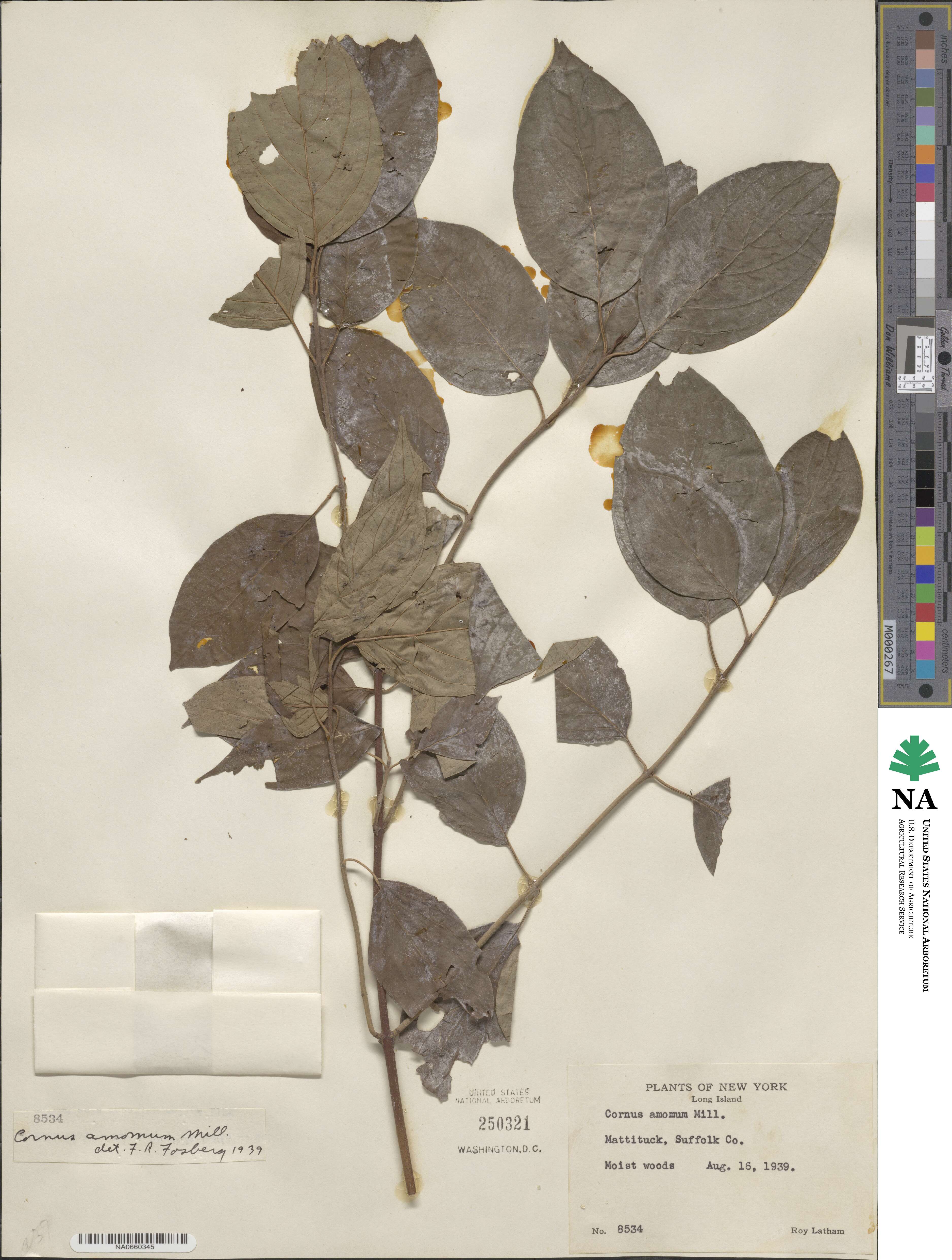 Cornus amomum image