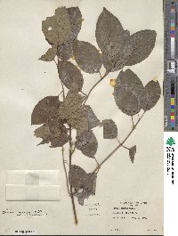 Cornus amomum image