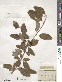 Cornus amomum image