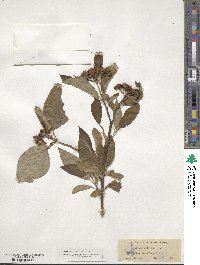 Cornus amomum image
