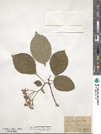 Cornus amomum image