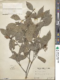 Cornus amomum image