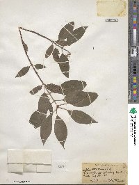 Cornus amomum image