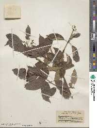 Cornus amomum image
