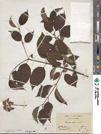 Cornus amomum image