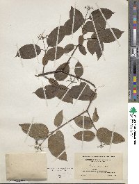 Cornus amomum image