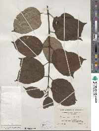 Cornus amomum image