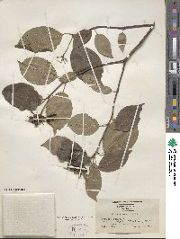 Cornus amomum image