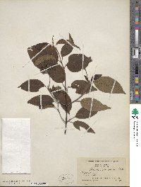 Cornus amomum image