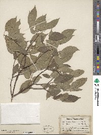 Cornus amomum image