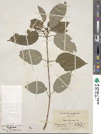 Cornus amomum image