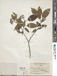 Cornus amomum image
