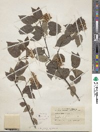 Cornus amomum image