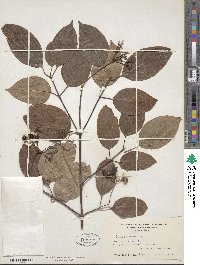 Cornus amomum image