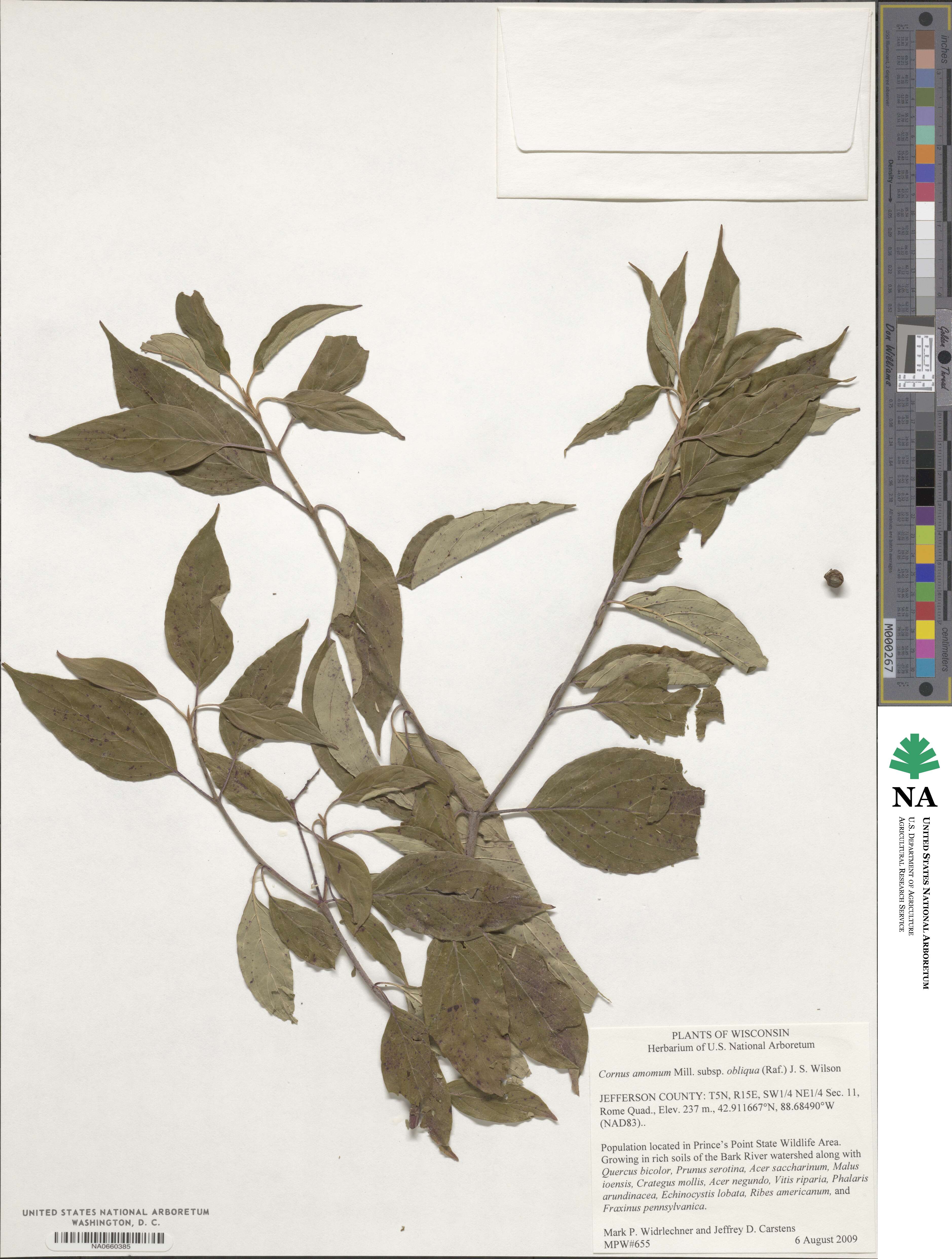 Cornus obliqua image