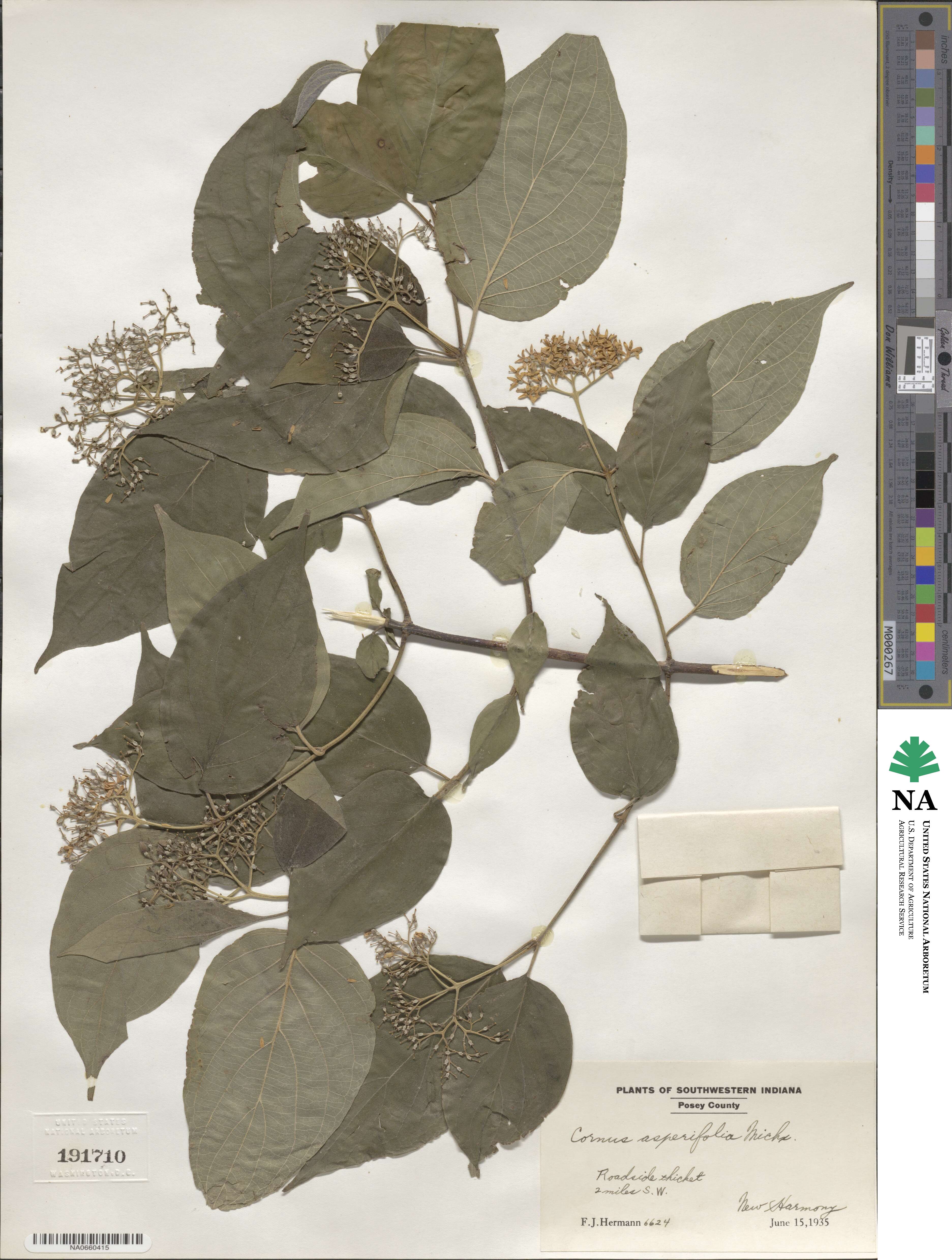 Cornus asperifolia image