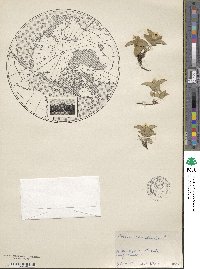 Cornus canadensis image