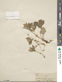 Cornus canadensis image