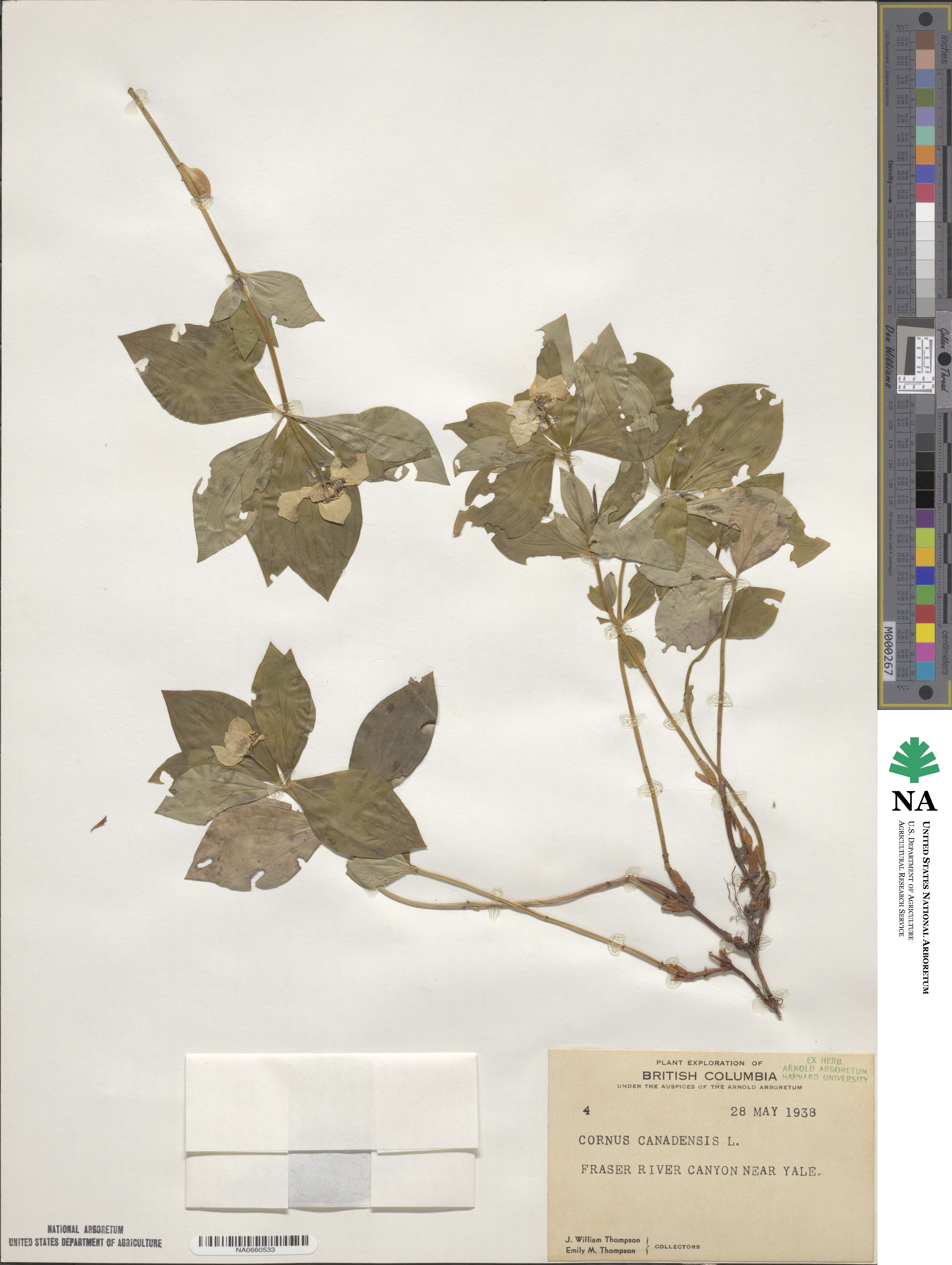 Cornus canadensis image