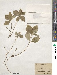 Cornus canadensis image