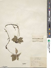 Cornus canadensis image