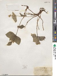 Cornus canadensis image