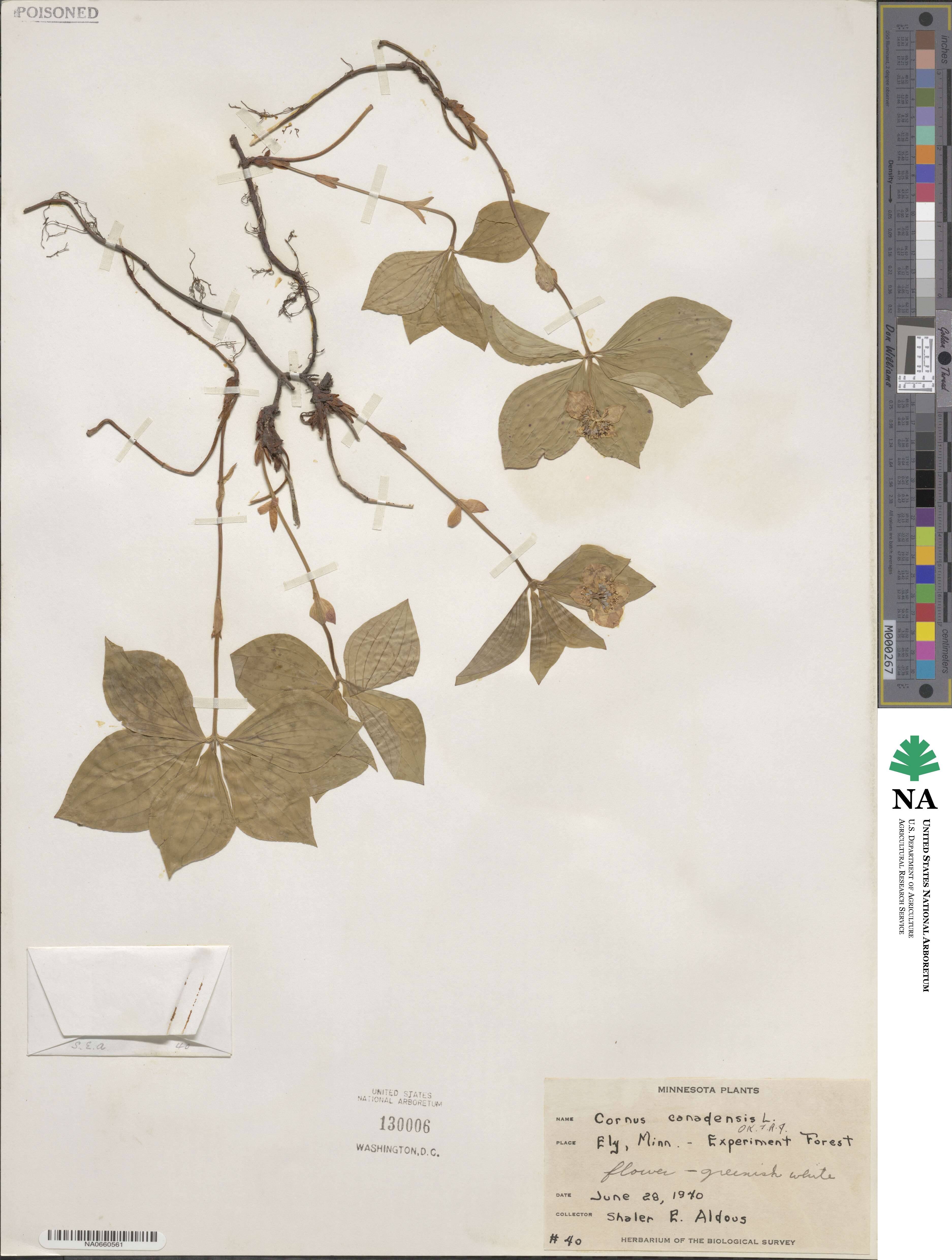 Cornus canadensis image