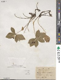 Cornus canadensis image