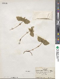 Cornus canadensis image