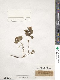 Cornus canadensis image