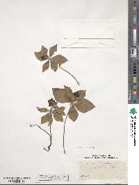 Cornus canadensis image