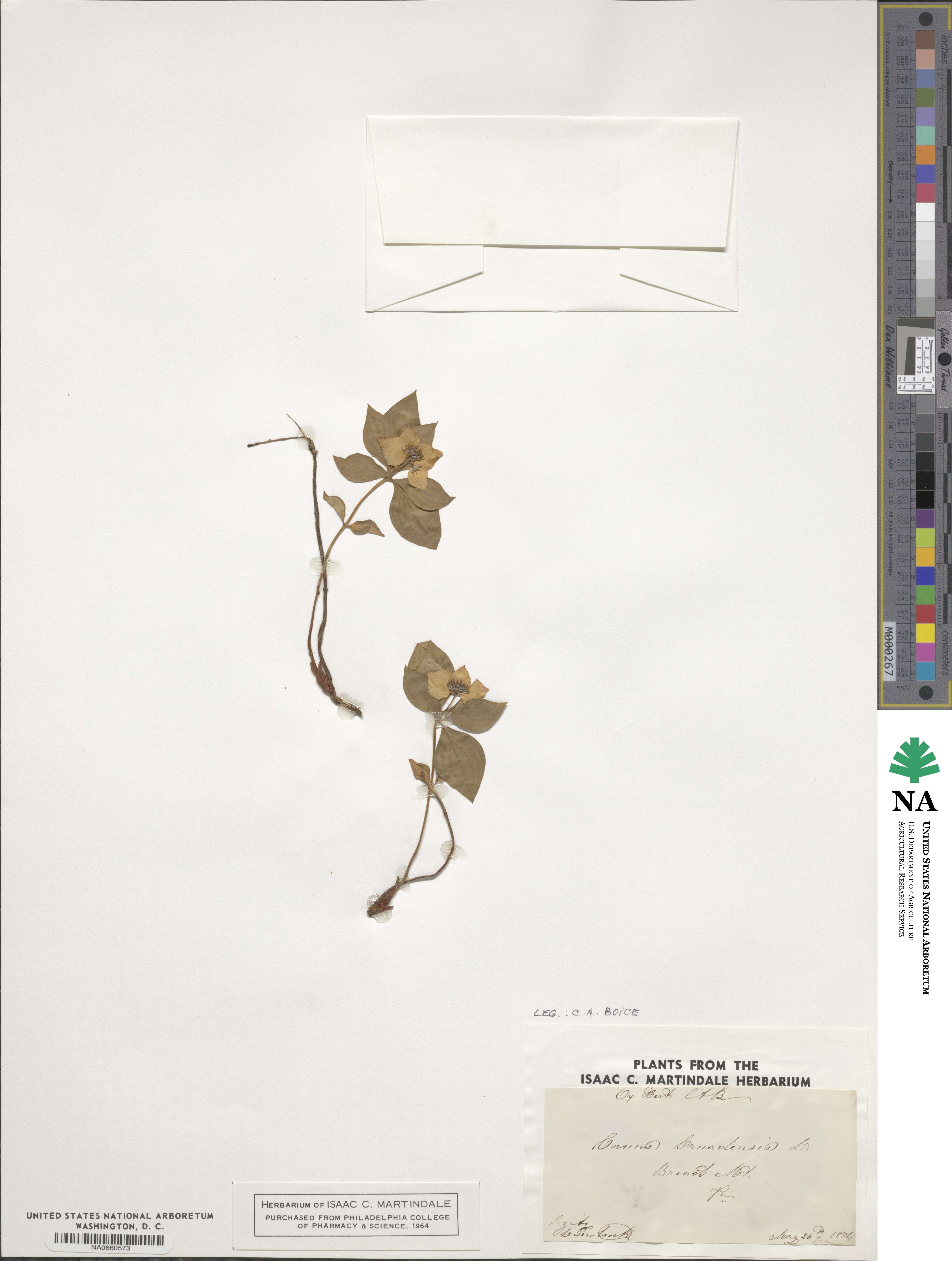 Cornus canadensis image