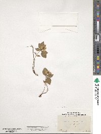 Cornus canadensis image