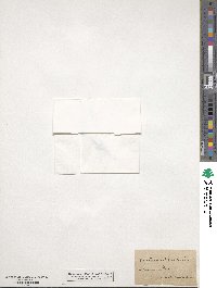 Cornus canadensis image