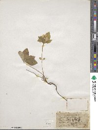Cornus canadensis image