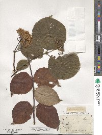 Cornus rugosa image
