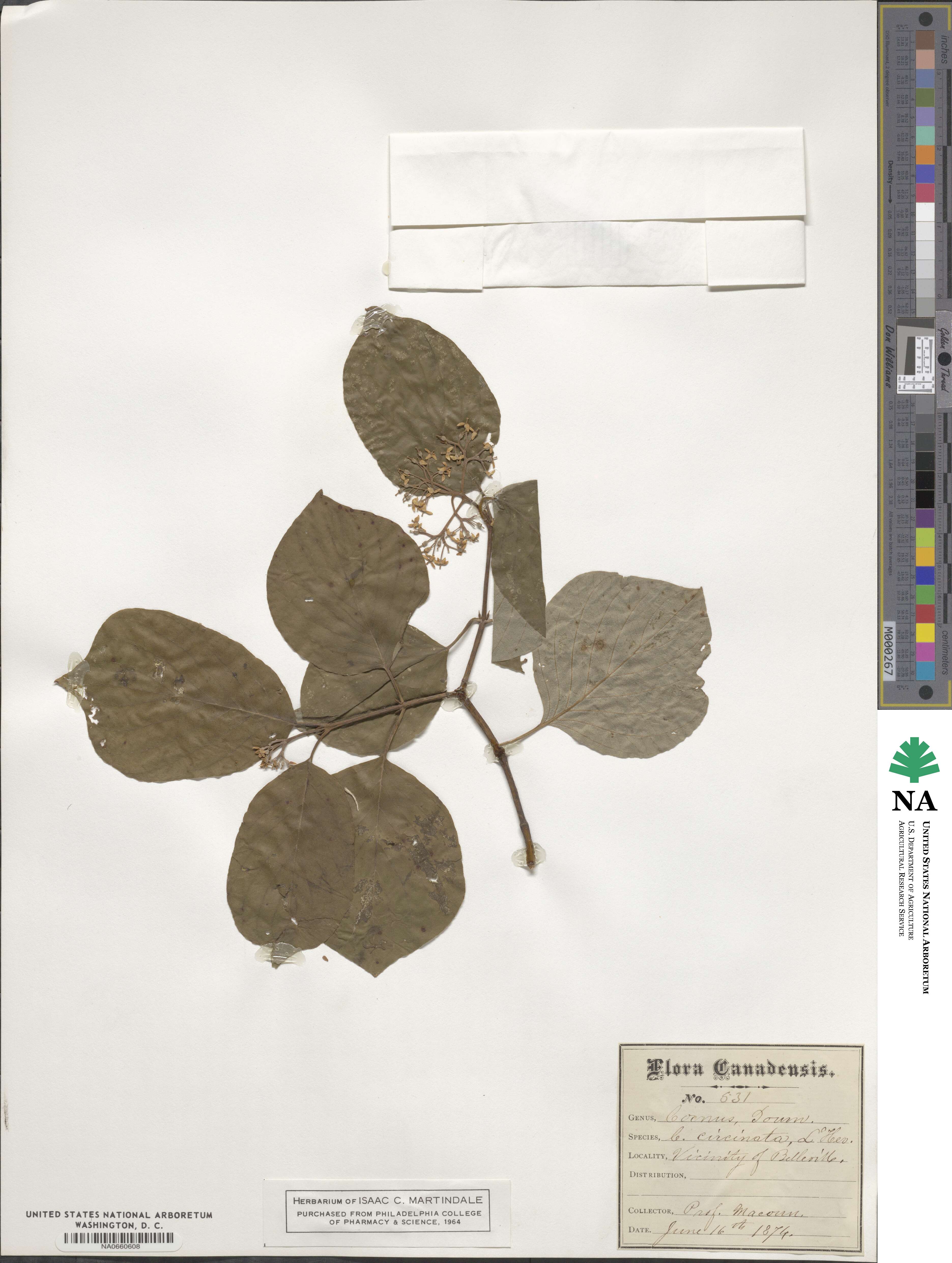 Cornus rugosa image