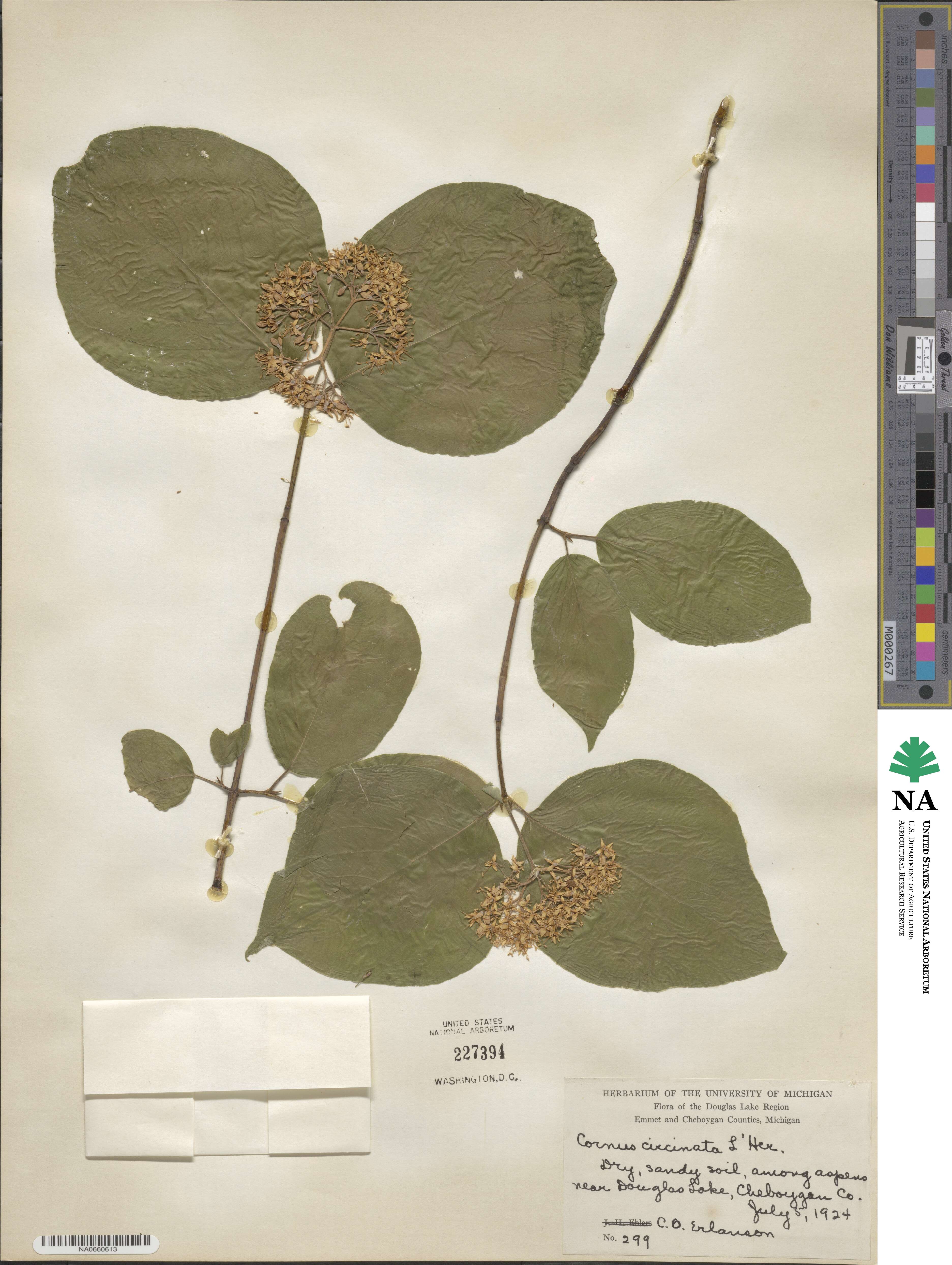 Cornus rugosa image