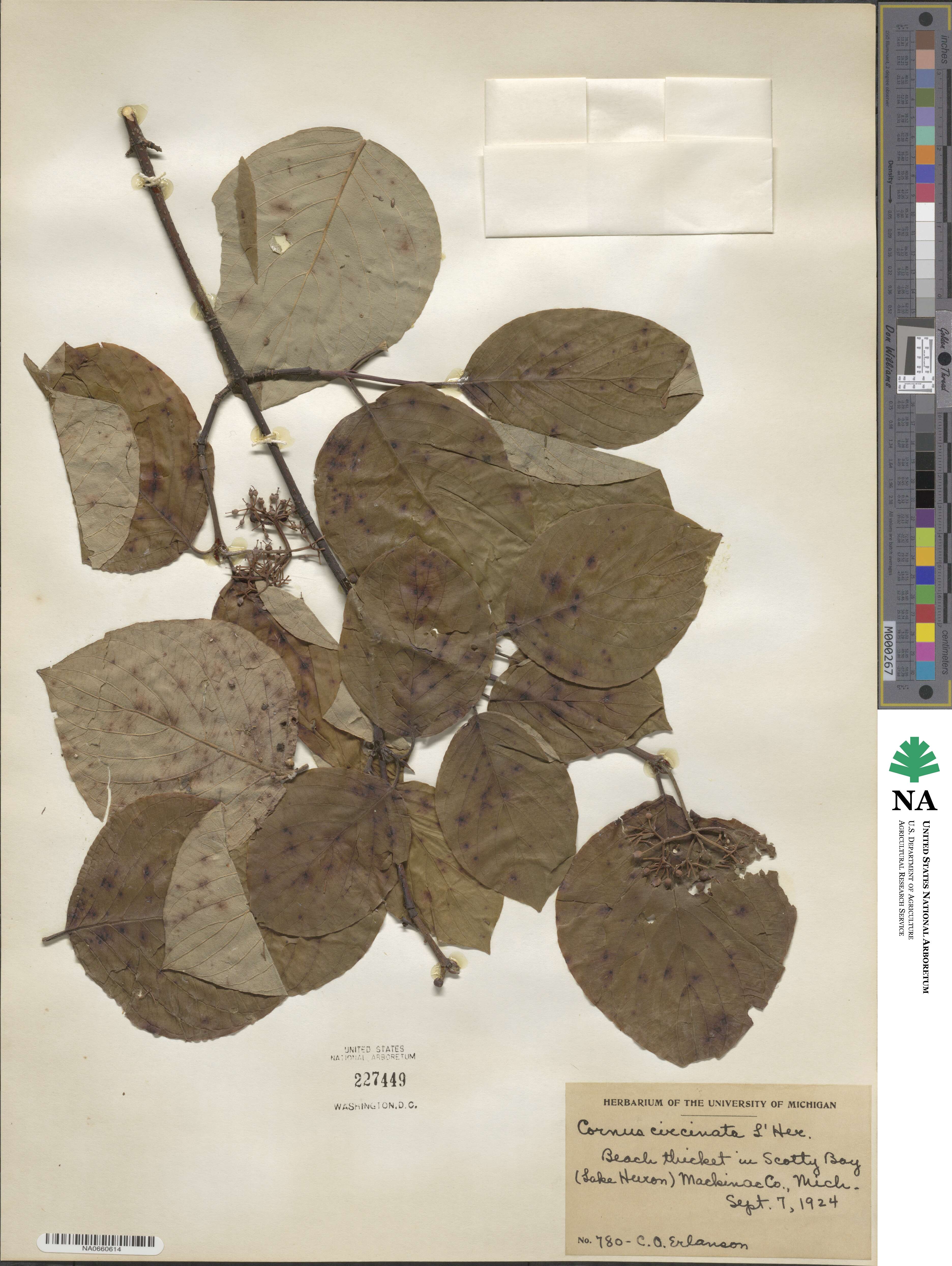 Cornus rugosa image