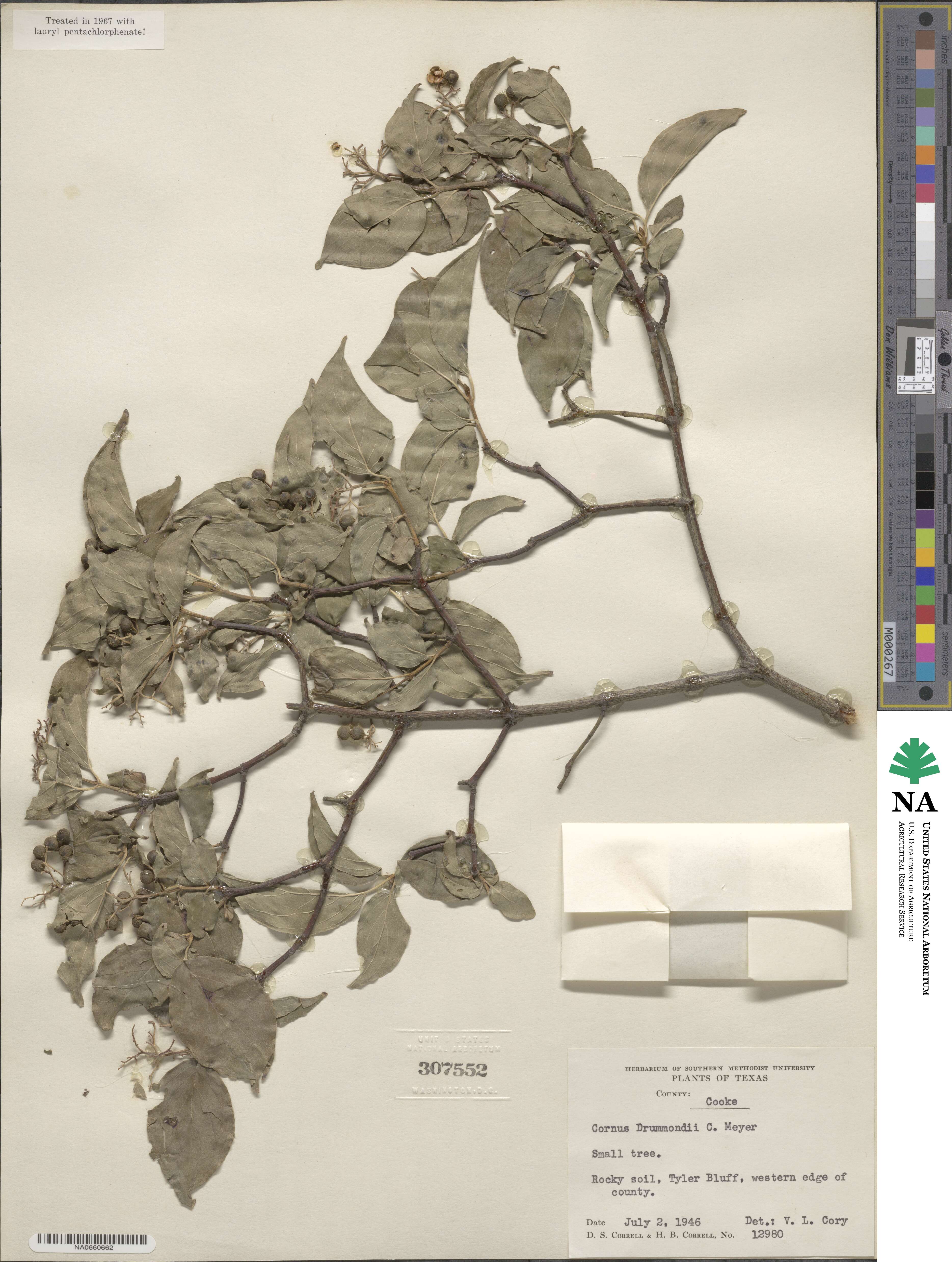 Cornus drummondii image