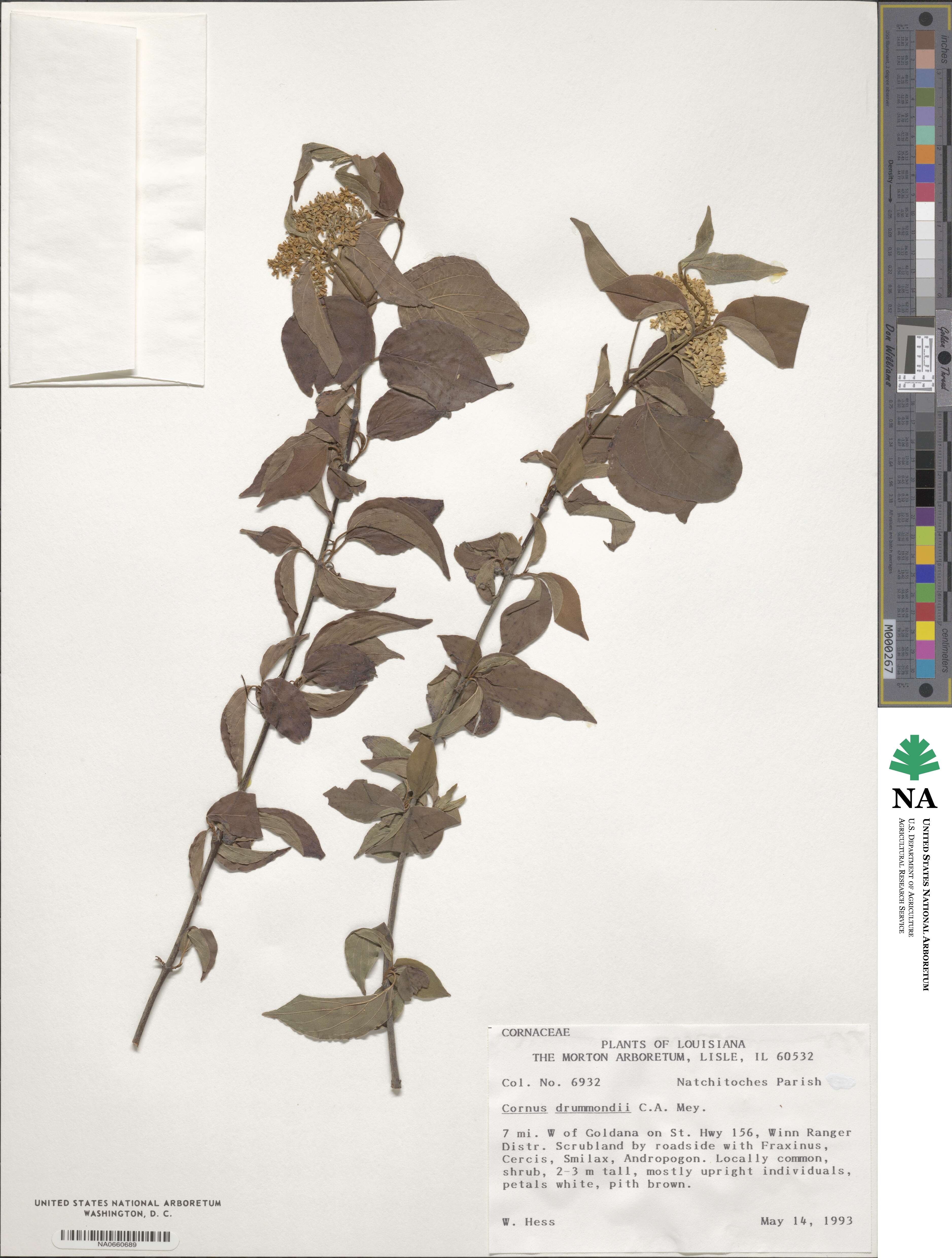 Cornus drummondii image