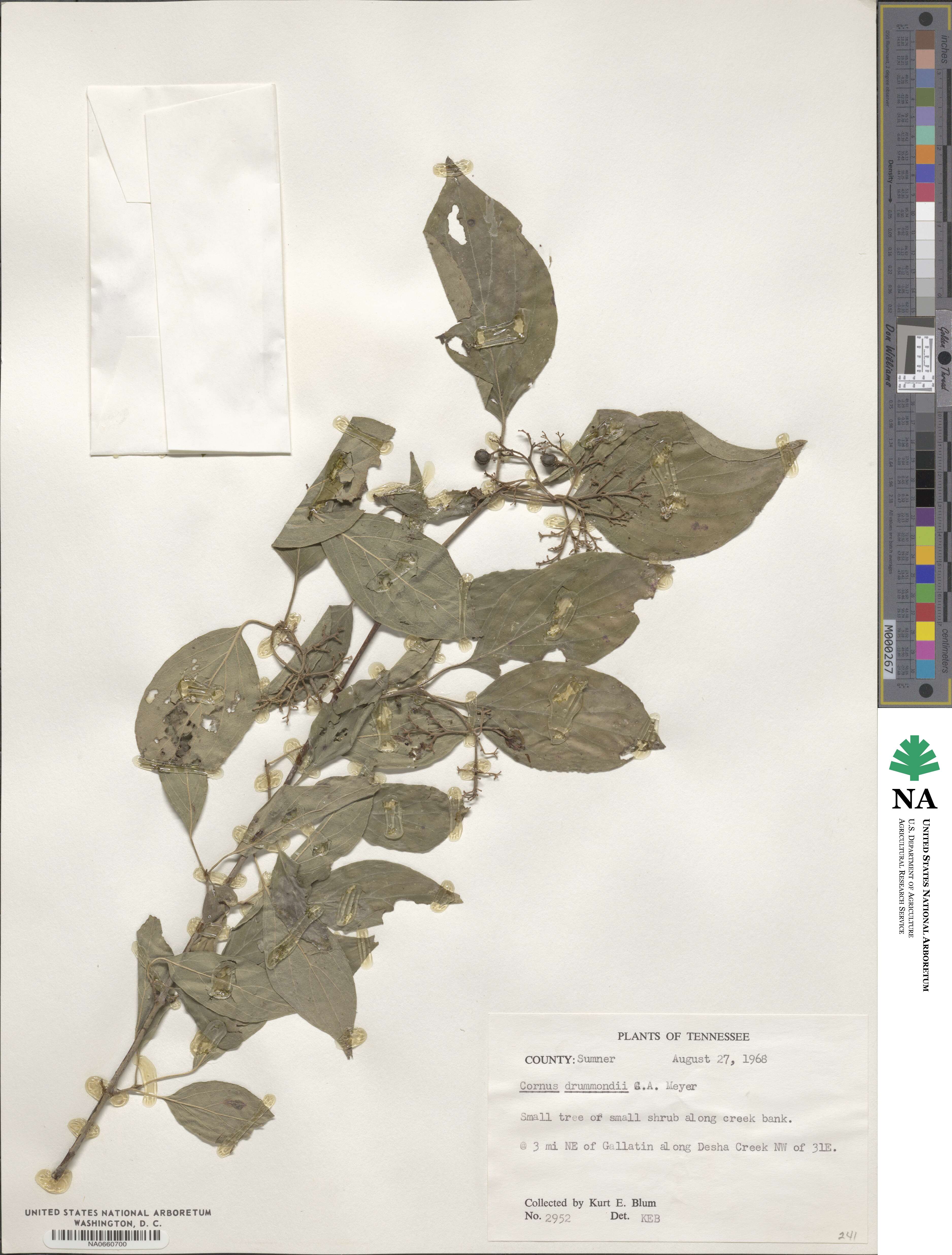 Cornus drummondii image