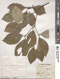 Cornus florida image