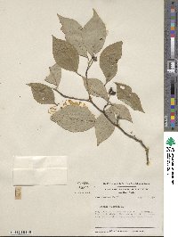 Cornus florida image
